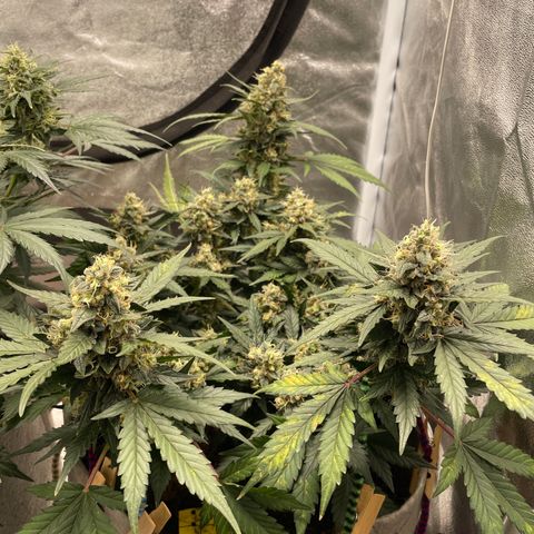 Auto Glueberry OG growlog timeline photo