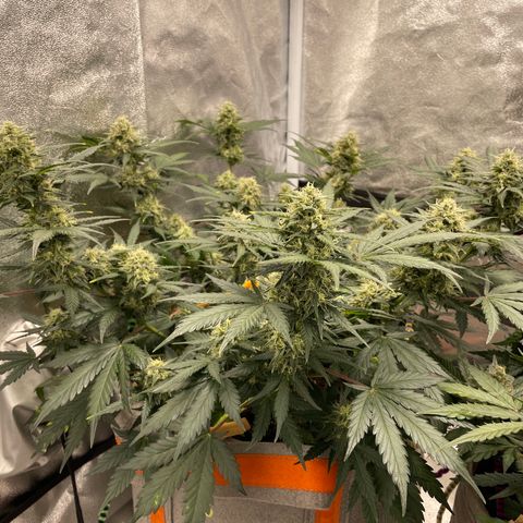 Auto Blackberry Kush growlog timeline photo