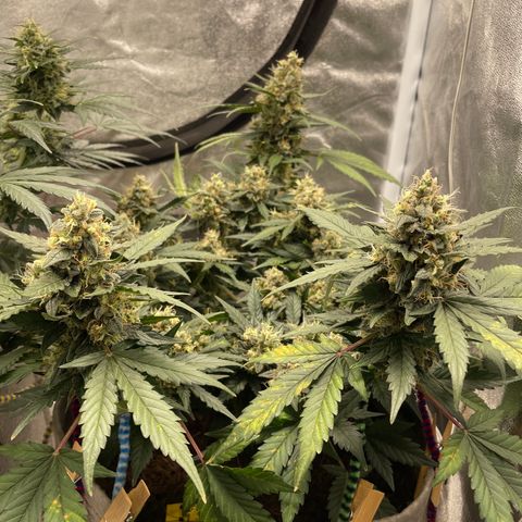 Auto Glueberry OG growlog timeline photo