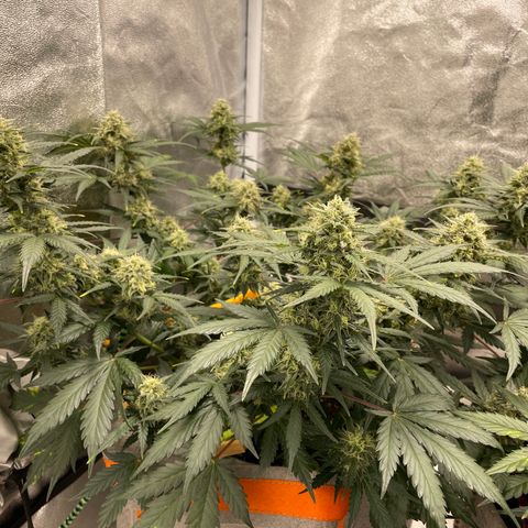 Auto Blackberry Kush growlog timeline photo