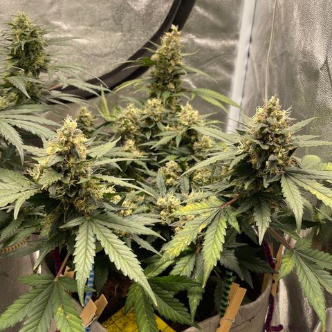 Auto Glueberry OG growlog timeline photo