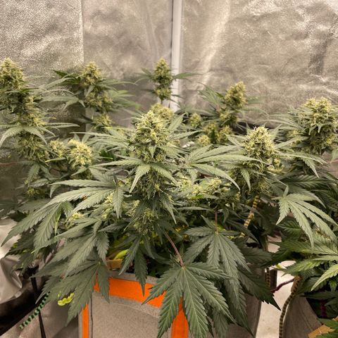 Auto Blackberry Kush growlog timeline photo