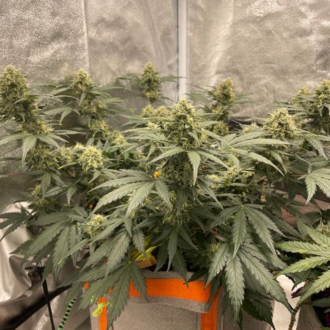Auto Blackberry Kush growlog timeline photo