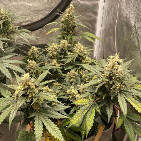 Auto Glueberry OG growlog timeline photo