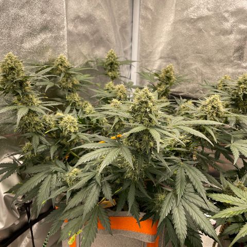 Auto Blackberry Kush growlog timeline photo