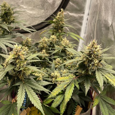 Auto Glueberry OG growlog timeline photo