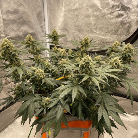 Auto Blackberry Kush growlog timeline photo