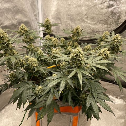 Auto Blackberry Kush growlog timeline photo