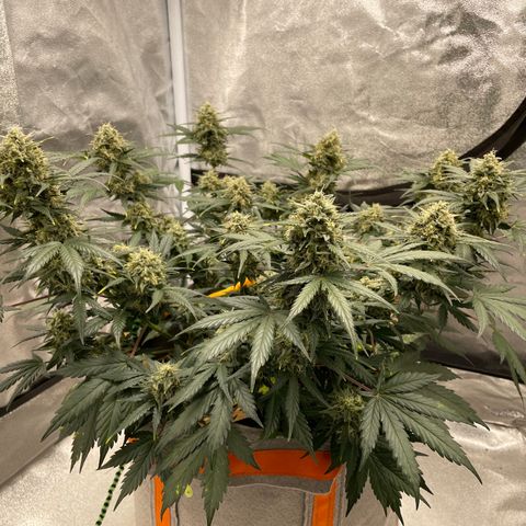 Auto Blackberry Kush growlog timeline photo