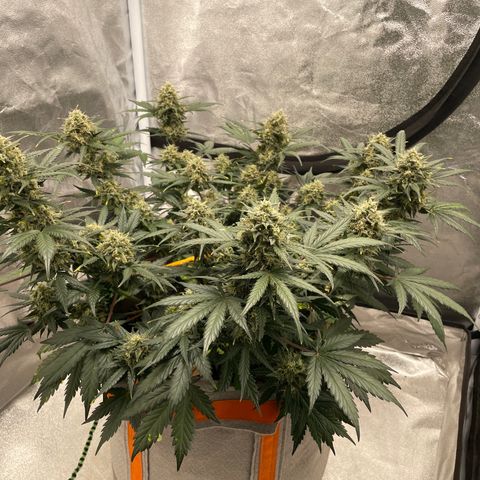 Auto Blackberry Kush growlog timeline photo