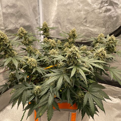 Auto Blackberry Kush growlog timeline photo