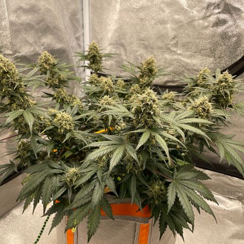 Auto Blackberry Kush growlog timeline photo