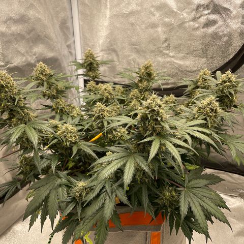 Auto Blackberry Kush growlog timeline photo