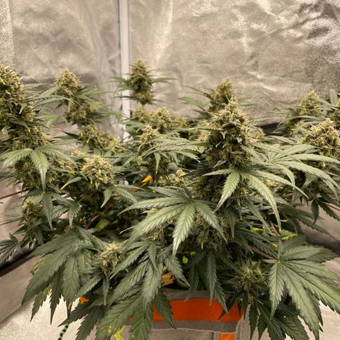 Auto Blackberry Kush growlog timeline photo