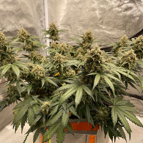 Auto Blackberry Kush growlog timeline photo
