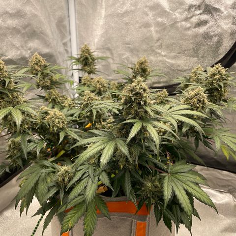 Auto Blackberry Kush growlog timeline photo