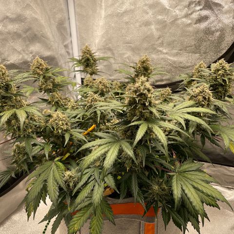 Auto Blackberry Kush growlog timeline photo