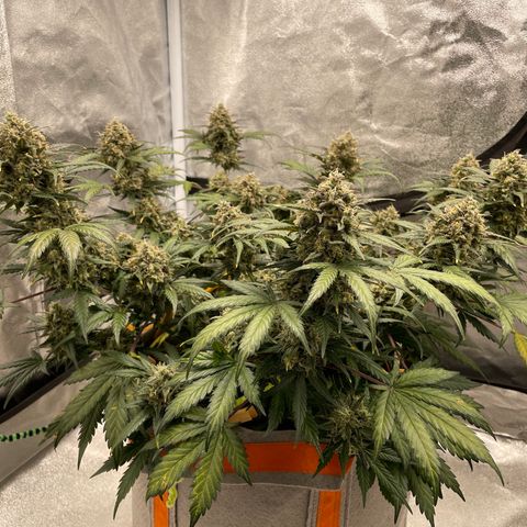 Auto Blackberry Kush growlog timeline photo