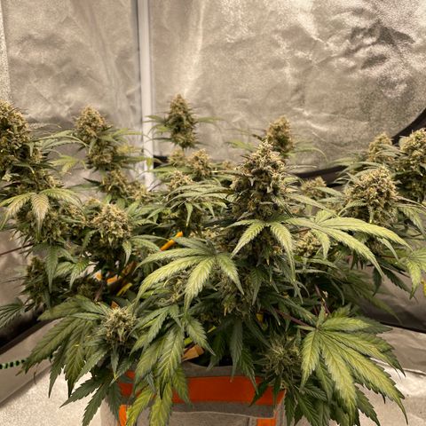 Auto Blackberry Kush growlog timeline photo