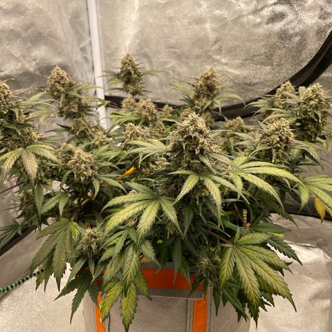 Auto Blackberry Kush growlog timeline photo