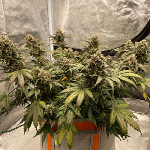 Auto Blackberry Kush growlog timeline photo