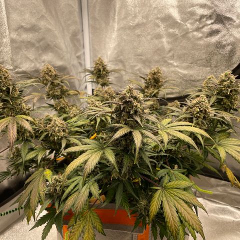 Auto Blackberry Kush growlog timeline photo