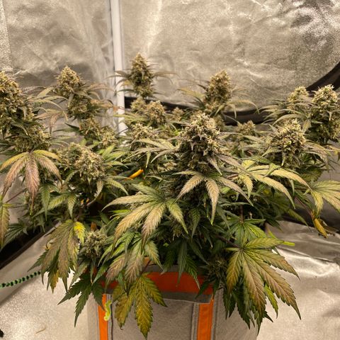 Auto Blackberry Kush growlog timeline photo