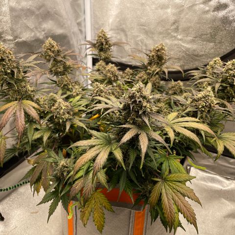 Auto Blackberry Kush growlog timeline photo