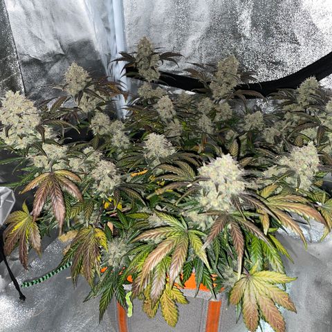 Auto Blackberry Kush growlog timeline photo