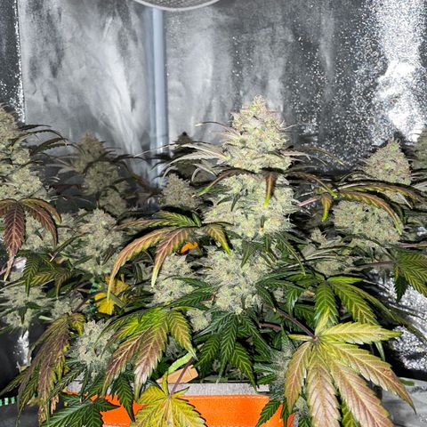 Auto Blackberry Kush growlog timeline photo