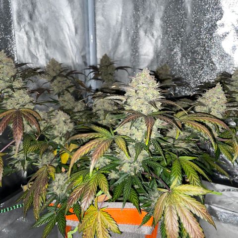 Auto Blackberry Kush growlog timeline photo