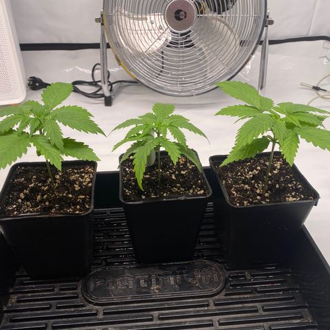 Passion Fruit growlog timeline photo