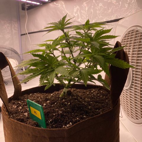 Passion Fruit growlog photo: Rempotage 