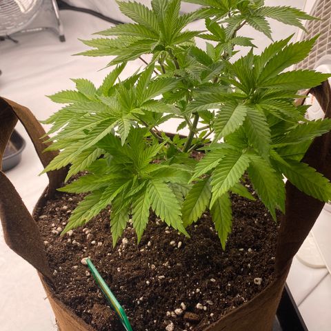 Passion Fruit growlog photo: Rempotage 
