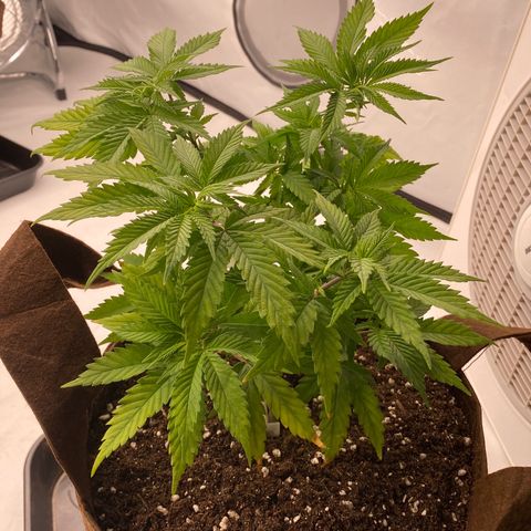 Passion Fruit growlog photo: Rempotage 