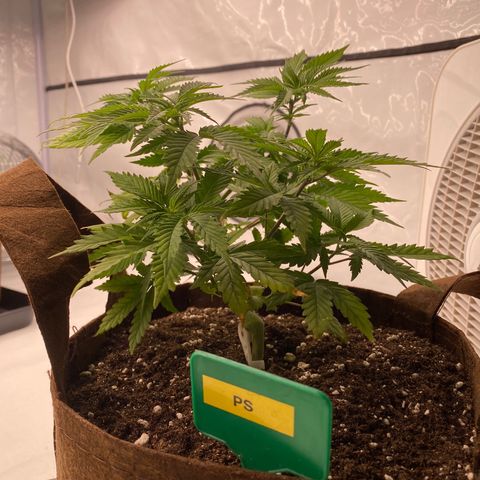 Passion Fruit growlog photo: Rempotage 