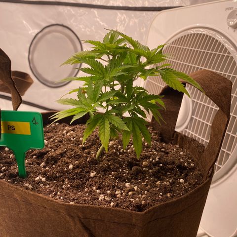 Passion Fruit growlog timeline photo