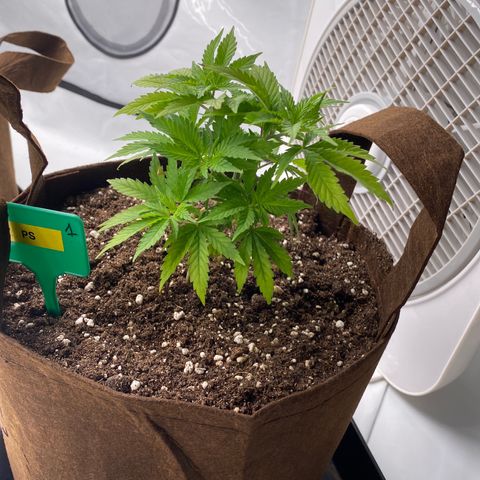 Passion Fruit growlog timeline photo