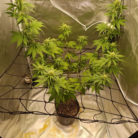 Banana Sherbet Madre growlog timeline photo