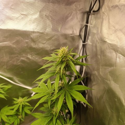 Banana Sherbet Madre growlog timeline photo