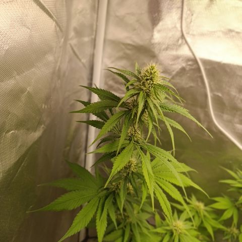 Banana Sherbet Madre growlog timeline photo