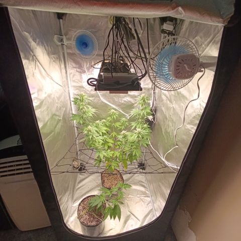 Banana Sherbet Madre growlog timeline photo