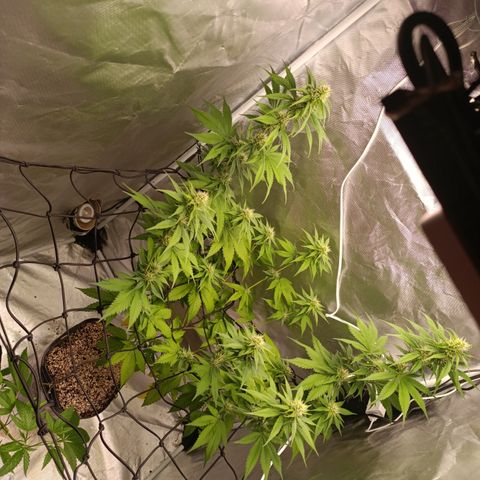Banana Sherbet Madre growlog timeline photo