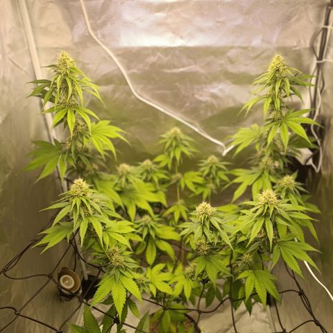 Banana Sherbet Madre growlog photo: Iniciando a 5ª semana de floração 