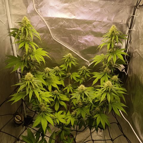 Banana Sherbet Madre growlog photo: Iniciando a 5ª semana de floração 