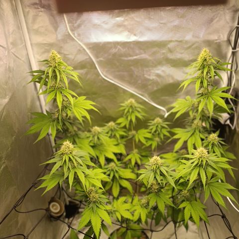 Banana Sherbet Madre growlog photo: Iniciando a 5ª semana de floração 