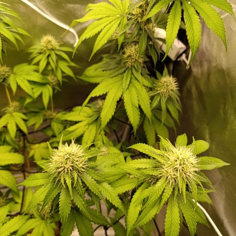 Banana Sherbet Madre growlog timeline photo