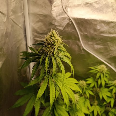 Banana Sherbet Madre growlog timeline photo