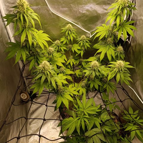 Banana Sherbet Madre growlog timeline photo