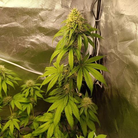 Banana Sherbet Madre growlog timeline photo